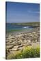 Northern Elephant Seals, Piedras Blancas Elephant Seal Rookery, Near San Simeon, California-David Wall-Stretched Canvas