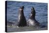 Northern Elephant Seals-DLILLC-Stretched Canvas