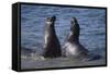 Northern Elephant Seals-DLILLC-Framed Stretched Canvas