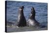 Northern Elephant Seals-DLILLC-Stretched Canvas