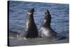 Northern Elephant Seals-DLILLC-Stretched Canvas