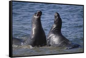 Northern Elephant Seals-DLILLC-Framed Stretched Canvas