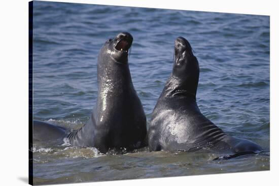 Northern Elephant Seals-DLILLC-Stretched Canvas