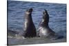 Northern Elephant Seals-DLILLC-Stretched Canvas