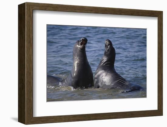Northern Elephant Seals-DLILLC-Framed Photographic Print