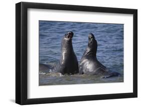 Northern Elephant Seals-DLILLC-Framed Photographic Print