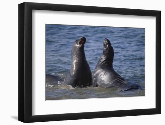 Northern Elephant Seals-DLILLC-Framed Photographic Print