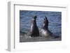 Northern Elephant Seals-DLILLC-Framed Photographic Print