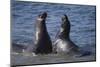 Northern Elephant Seals-DLILLC-Mounted Photographic Print