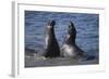 Northern Elephant Seals-DLILLC-Framed Photographic Print