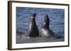 Northern Elephant Seals-DLILLC-Framed Photographic Print