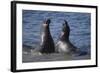 Northern Elephant Seals-DLILLC-Framed Photographic Print