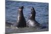 Northern Elephant Seals-DLILLC-Mounted Photographic Print