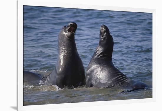 Northern Elephant Seals-DLILLC-Framed Photographic Print