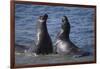 Northern Elephant Seals-DLILLC-Framed Photographic Print