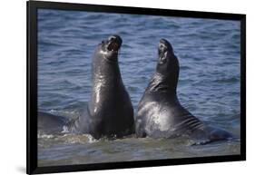 Northern Elephant Seals-DLILLC-Framed Photographic Print