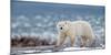 Northern Ellesmere Island/Canada-01/21/2019. Photo of Polar Bear in Canada-isabel kendzior-Mounted Photographic Print