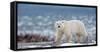 Northern Ellesmere Island/Canada-01/21/2019. Photo of Polar Bear in Canada-isabel kendzior-Framed Stretched Canvas