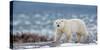 Northern Ellesmere Island/Canada-01/21/2019. Photo of Polar Bear in Canada-isabel kendzior-Stretched Canvas