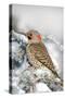 Northern Flicker on Blue Atlas Cedar in Winter Marion, Illinois, Usa-Richard ans Susan Day-Stretched Canvas
