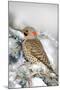 Northern Flicker on Blue Atlas Cedar in Winter Marion, Illinois, Usa-Richard ans Susan Day-Mounted Photographic Print