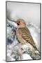 Northern Flicker on Blue Atlas Cedar in Winter Marion, Illinois, Usa-Richard ans Susan Day-Mounted Photographic Print