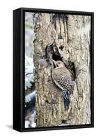 Northern Flicker on Tree Trunk, Mcleansville, North Carolina, USA-Gary Carter-Framed Stretched Canvas
