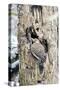 Northern Flicker on Tree Trunk, Mcleansville, North Carolina, USA-Gary Carter-Stretched Canvas