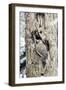 Northern Flicker on Tree Trunk, Mcleansville, North Carolina, USA-Gary Carter-Framed Premium Photographic Print