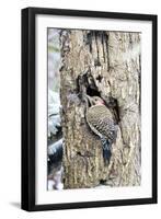Northern Flicker on Tree Trunk, Mcleansville, North Carolina, USA-Gary Carter-Framed Premium Photographic Print