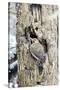 Northern Flicker on Tree Trunk, Mcleansville, North Carolina, USA-Gary Carter-Stretched Canvas