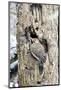 Northern Flicker on Tree Trunk, Mcleansville, North Carolina, USA-Gary Carter-Mounted Photographic Print