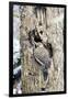 Northern Flicker on Tree Trunk, Mcleansville, North Carolina, USA-Gary Carter-Framed Photographic Print