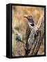 Northern Flicker, Oregon, USA-Charles Sleicher-Framed Stretched Canvas