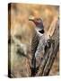 Northern Flicker, Oregon, USA-Charles Sleicher-Stretched Canvas