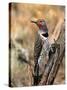 Northern Flicker, Oregon, USA-Charles Sleicher-Stretched Canvas