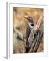 Northern Flicker, Oregon, USA-Charles Sleicher-Framed Premium Photographic Print