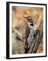 Northern Flicker, Oregon, USA-Charles Sleicher-Framed Premium Photographic Print