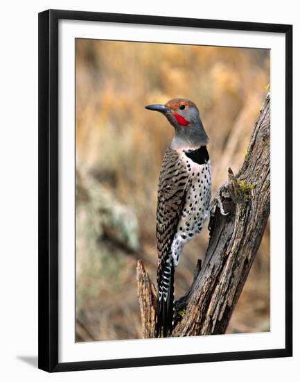 Northern Flicker, Oregon, USA-Charles Sleicher-Framed Premium Photographic Print