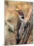 Northern Flicker, Oregon, USA-Charles Sleicher-Mounted Premium Photographic Print