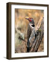 Northern Flicker, Oregon, USA-Charles Sleicher-Framed Photographic Print