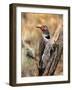 Northern Flicker, Oregon, USA-Charles Sleicher-Framed Photographic Print