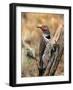 Northern Flicker, Oregon, USA-Charles Sleicher-Framed Photographic Print