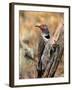 Northern Flicker, Oregon, USA-Charles Sleicher-Framed Photographic Print