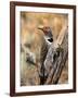 Northern Flicker, Oregon, USA-Charles Sleicher-Framed Photographic Print