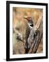 Northern Flicker, Oregon, USA-Charles Sleicher-Framed Photographic Print