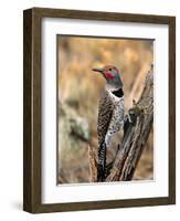 Northern Flicker, Oregon, USA-Charles Sleicher-Framed Premium Photographic Print