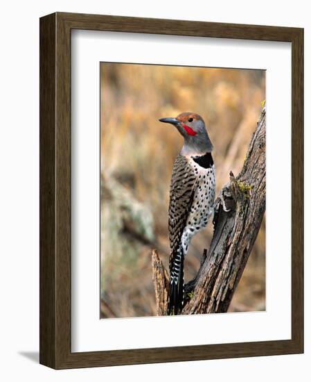 Northern Flicker, Oregon, USA-Charles Sleicher-Framed Premium Photographic Print
