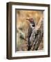 Northern Flicker, Oregon, USA-Charles Sleicher-Framed Premium Photographic Print