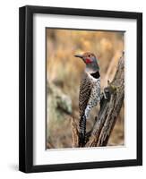 Northern Flicker, Oregon, USA-Charles Sleicher-Framed Premium Photographic Print